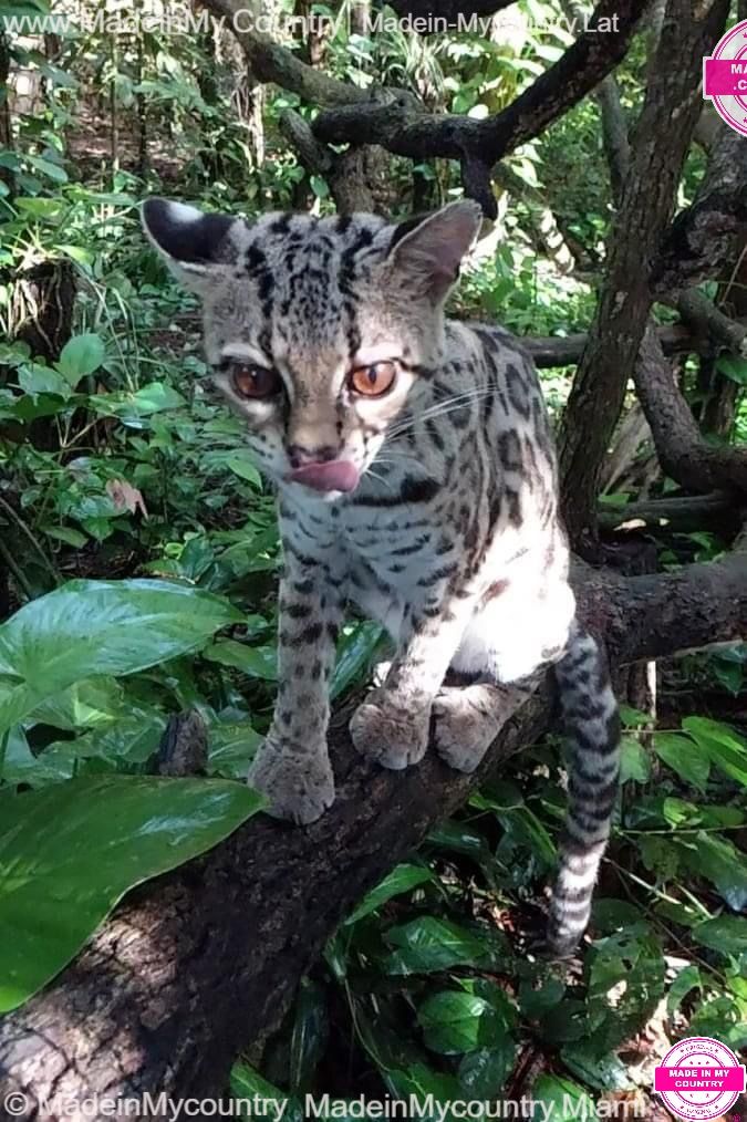 MadeinMycountry MadeinMycountryLAT Latin America